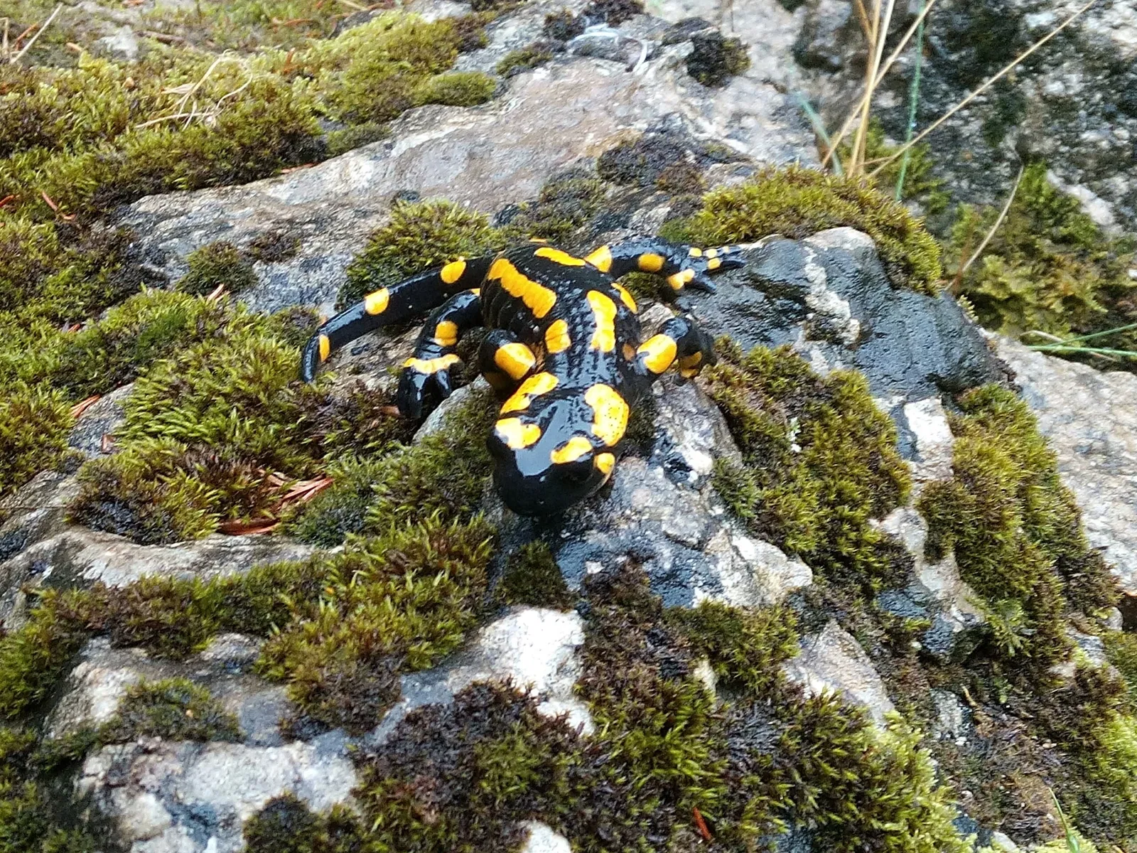 Wildpark Hundshaupten