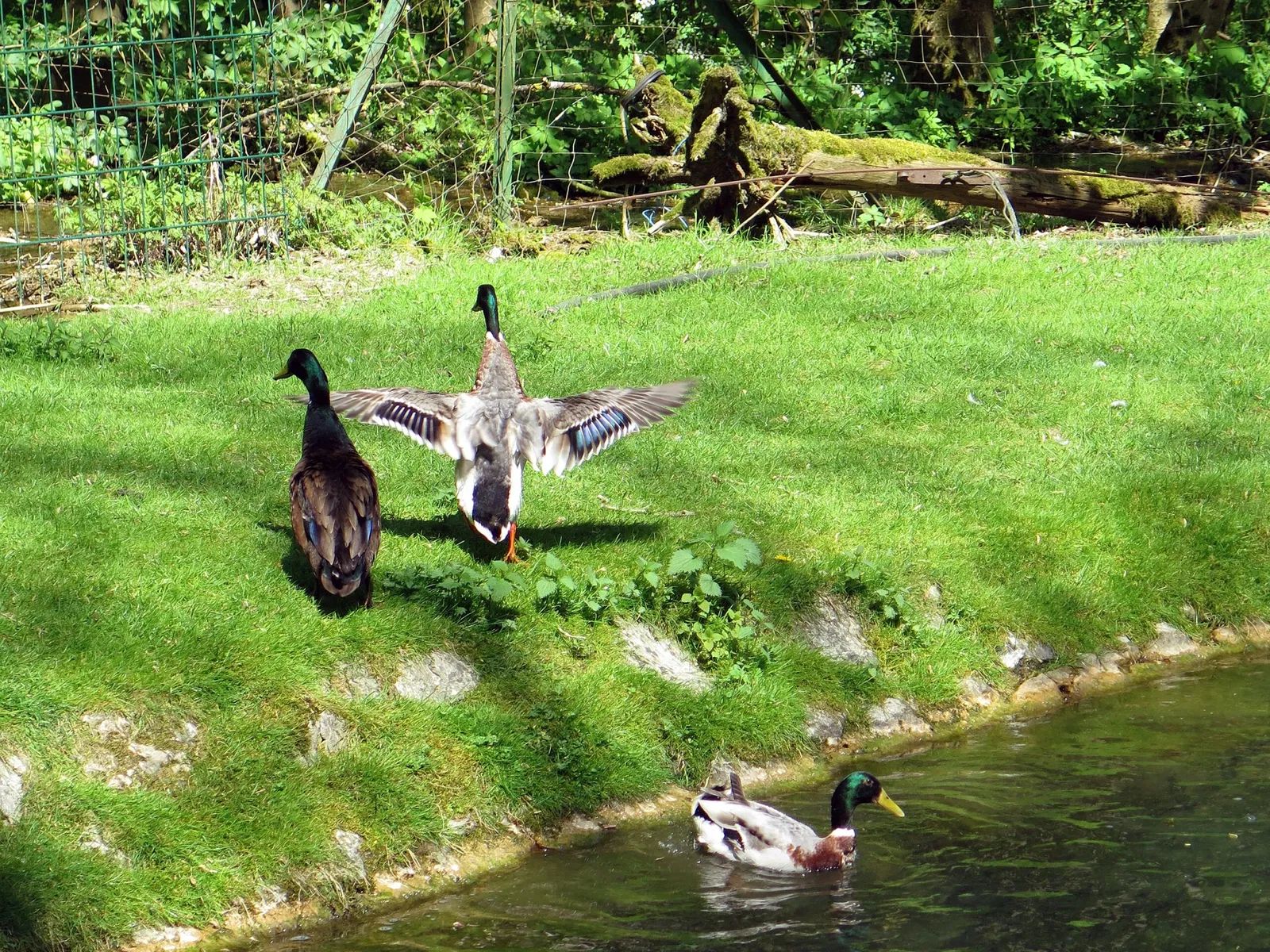 Wildpark Hundshaupten