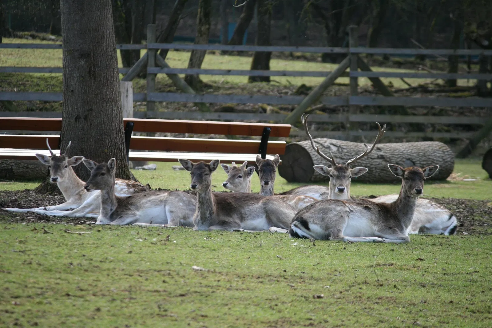 Wildpark Hundshaupten