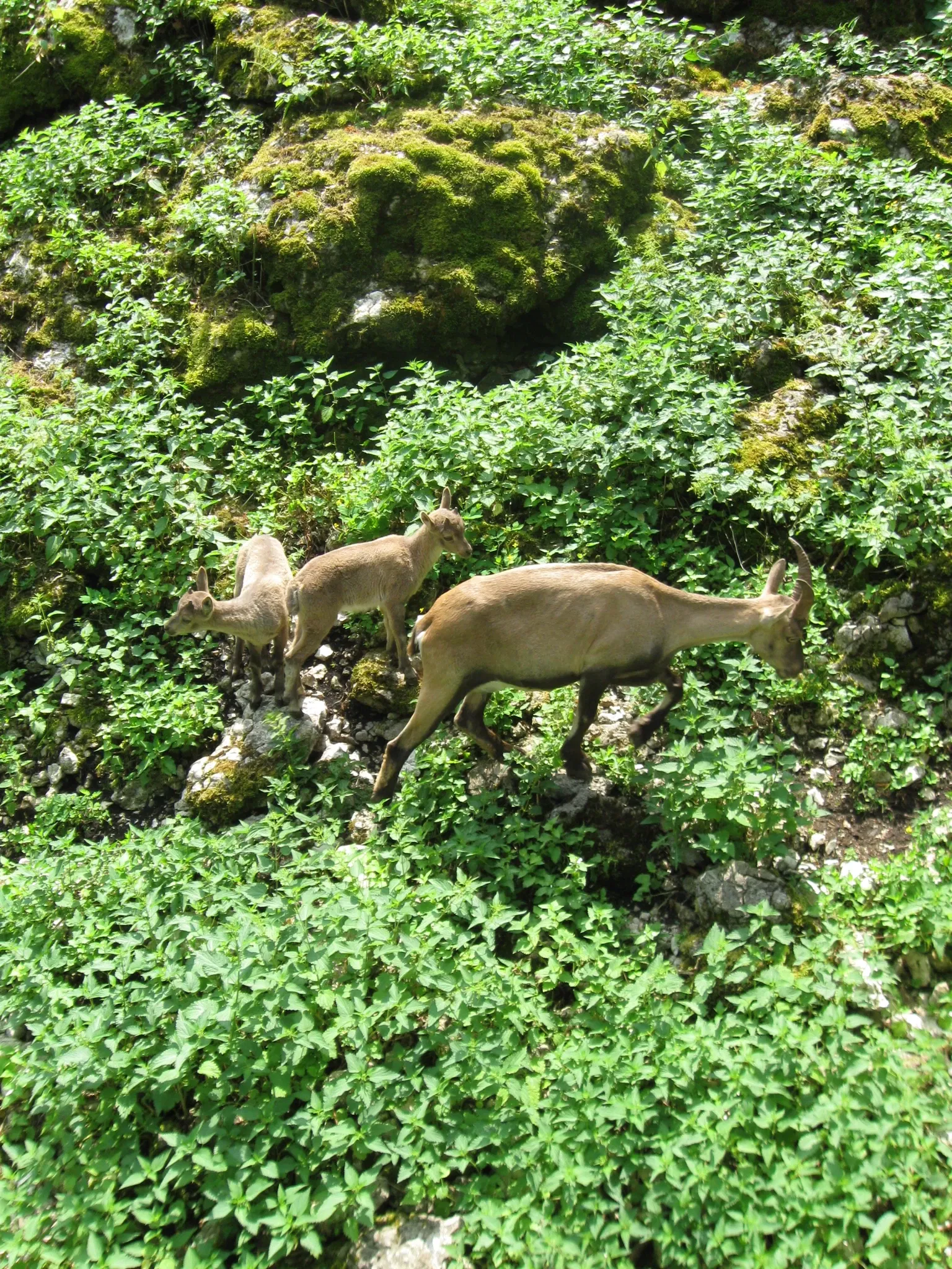 Wildpark Hundshaupten