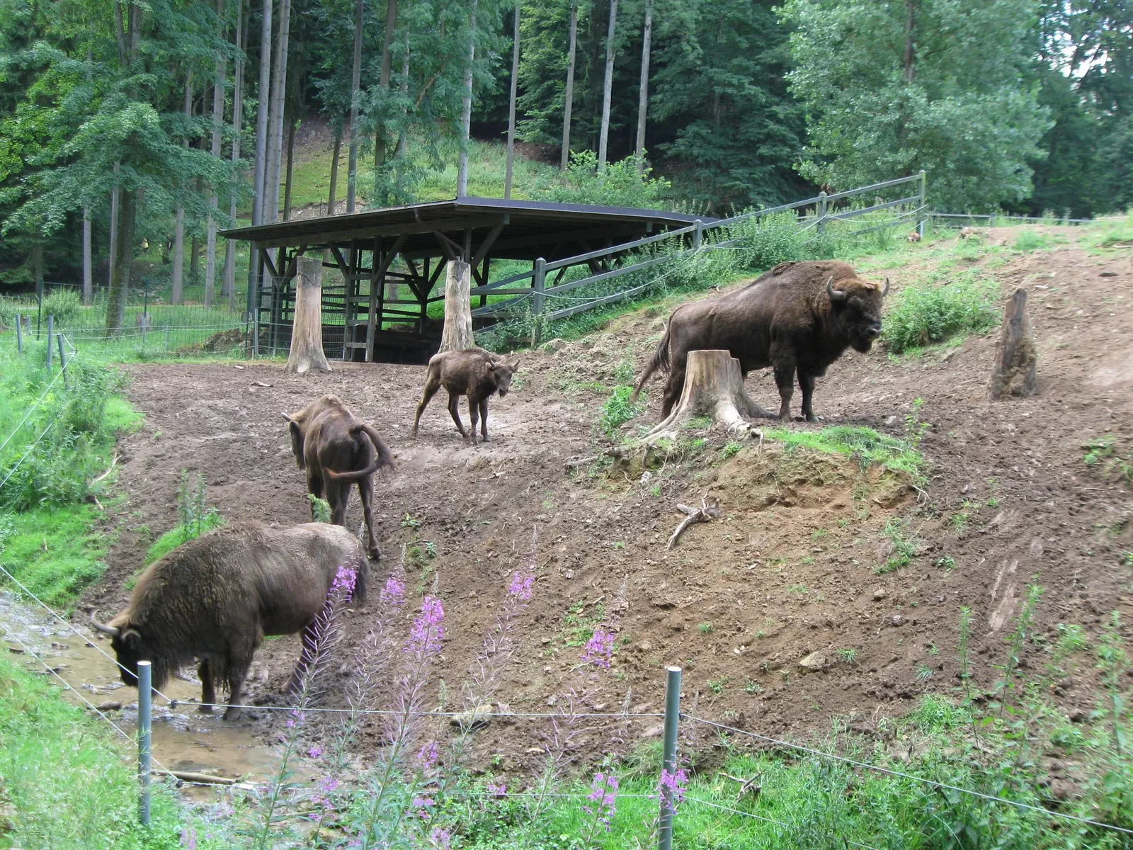 Wildpark Hundshaupten