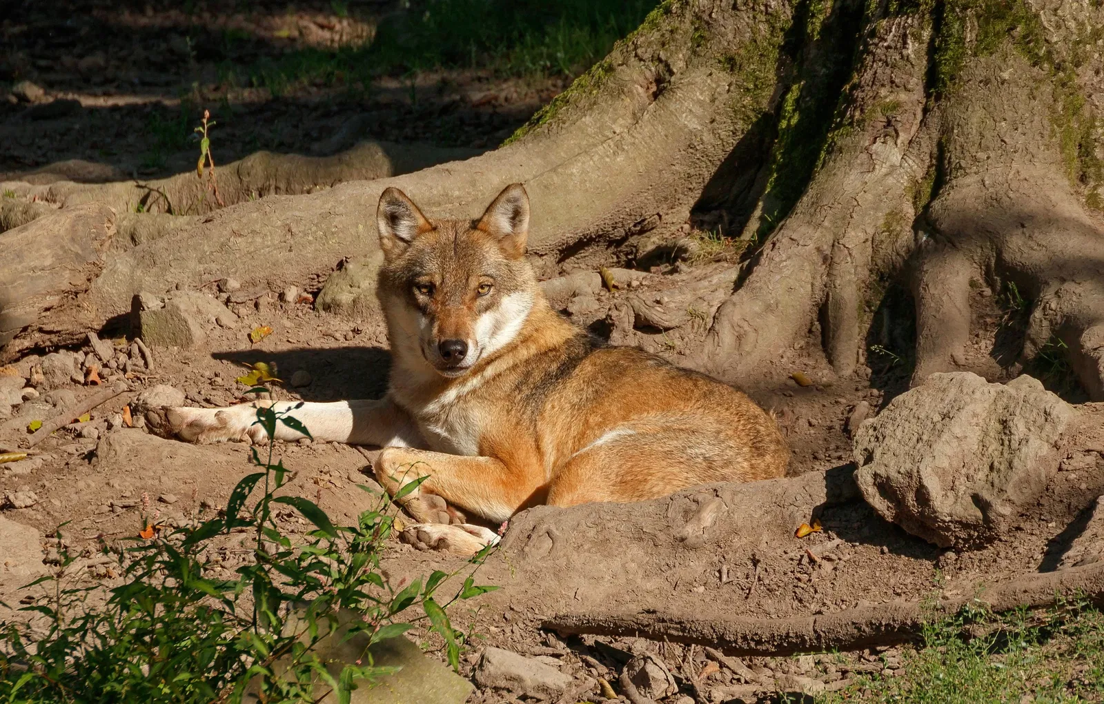 Wildpark Knüll
