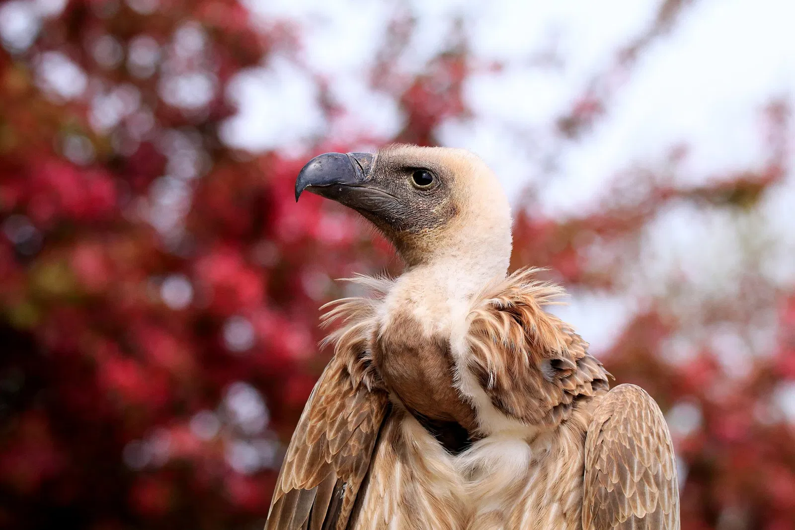 Parque de Aves de Steinen