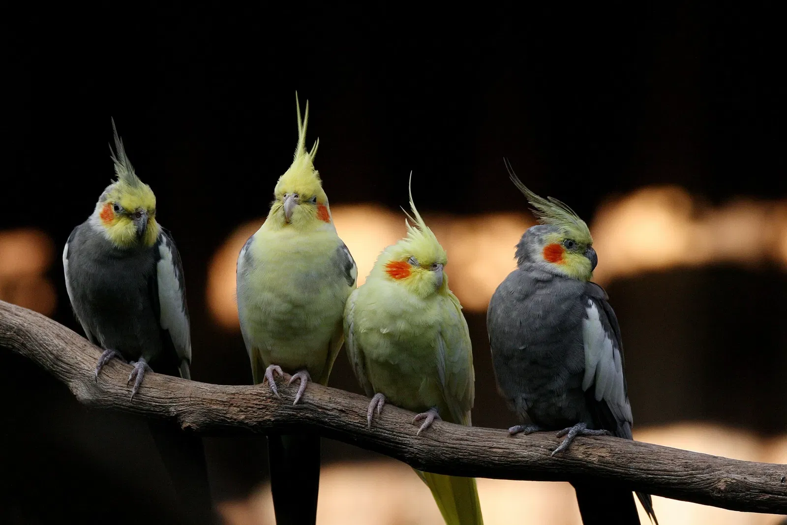 Parque de Aves de Steinen