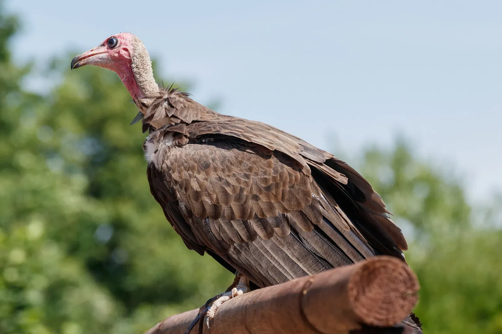 Parque de Aves de Steinen
