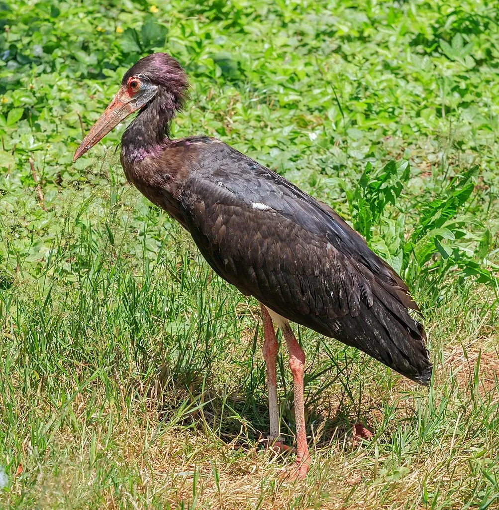 Steinen Bird Park