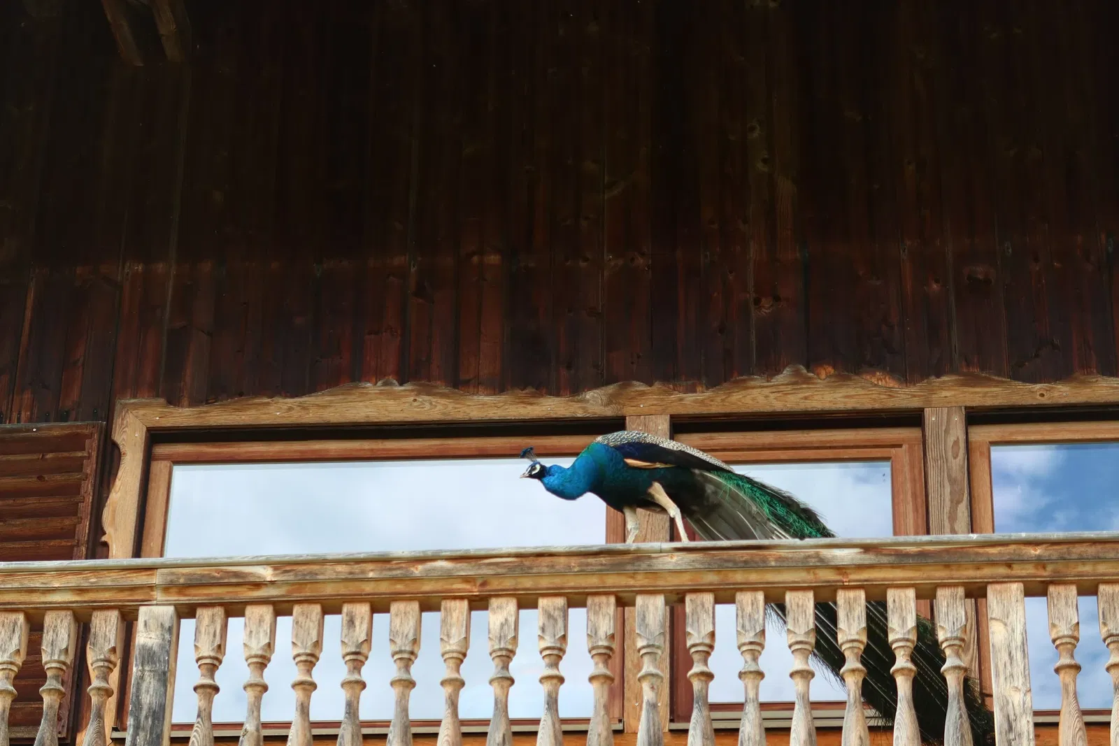 Bergtierpark Blindham