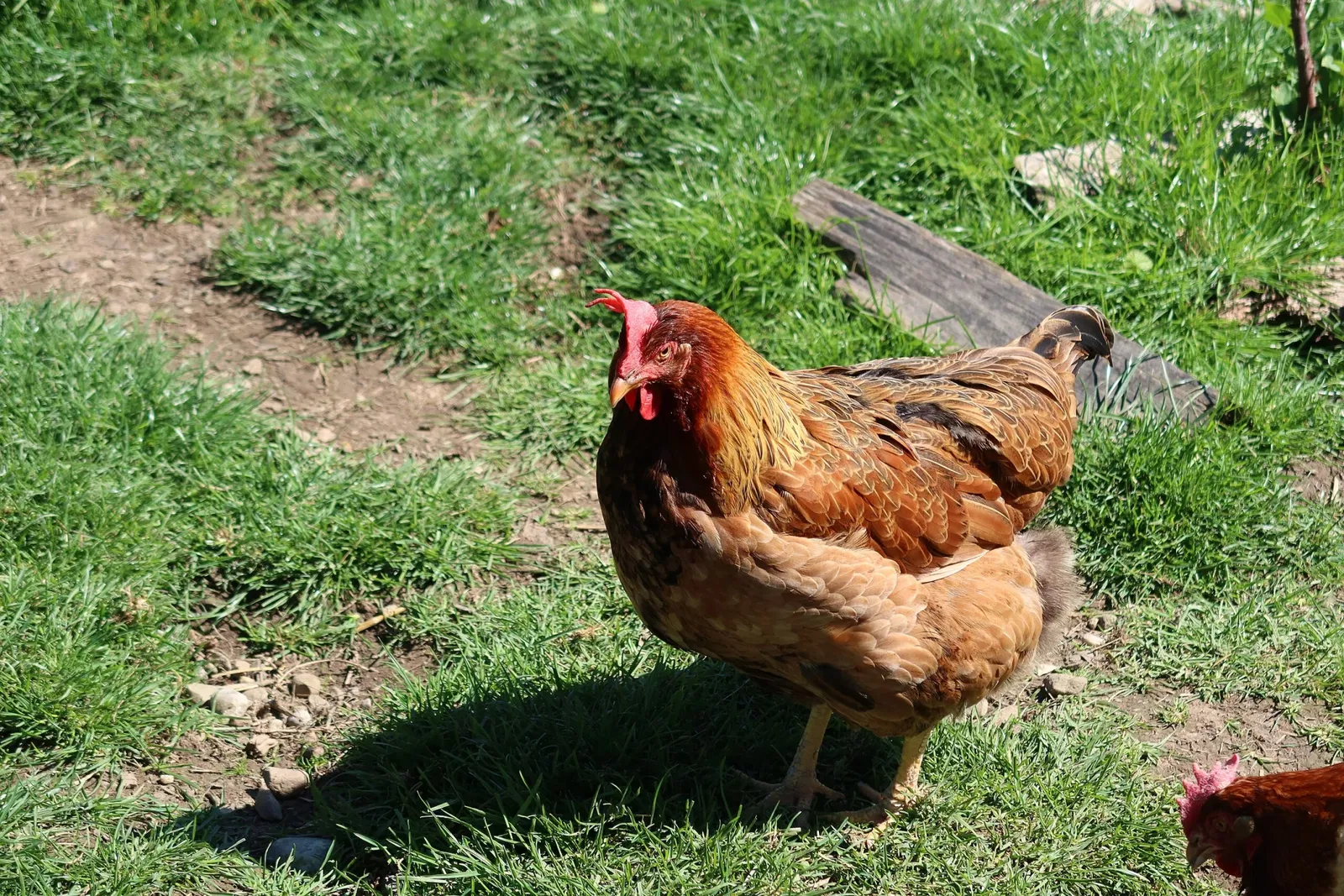 Bergtierpark Blindham