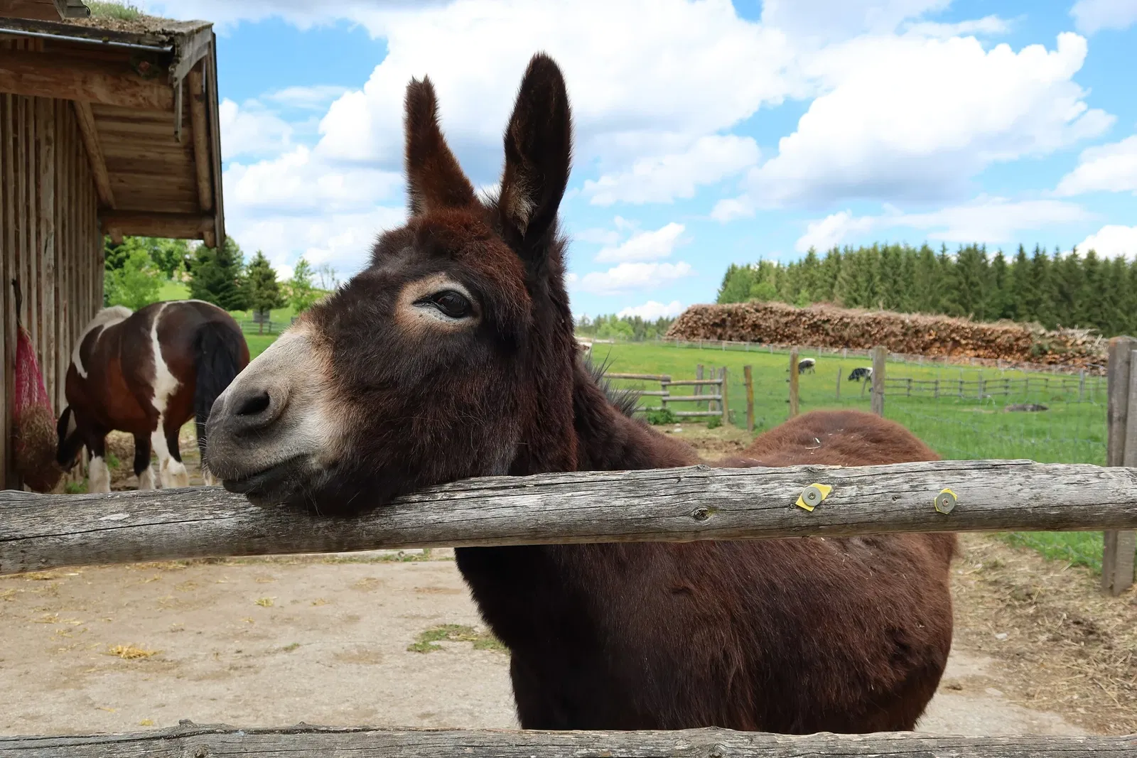 Bergtierpark Blindham