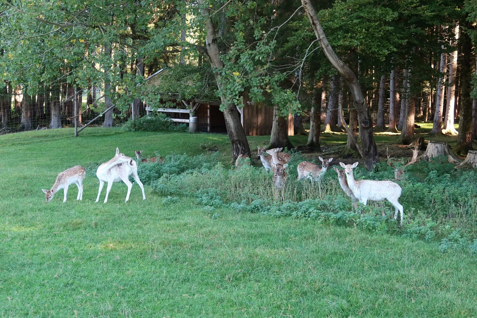 Bergtierpark Blindham