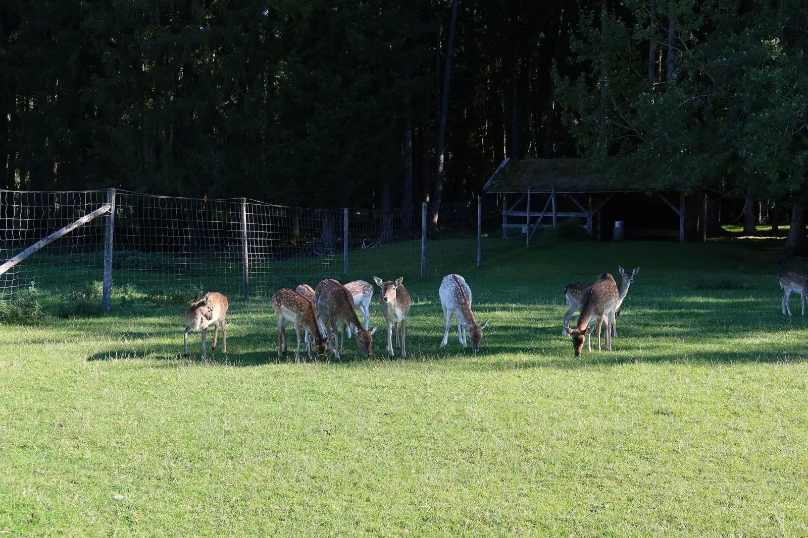 Bergtierpark Blindham