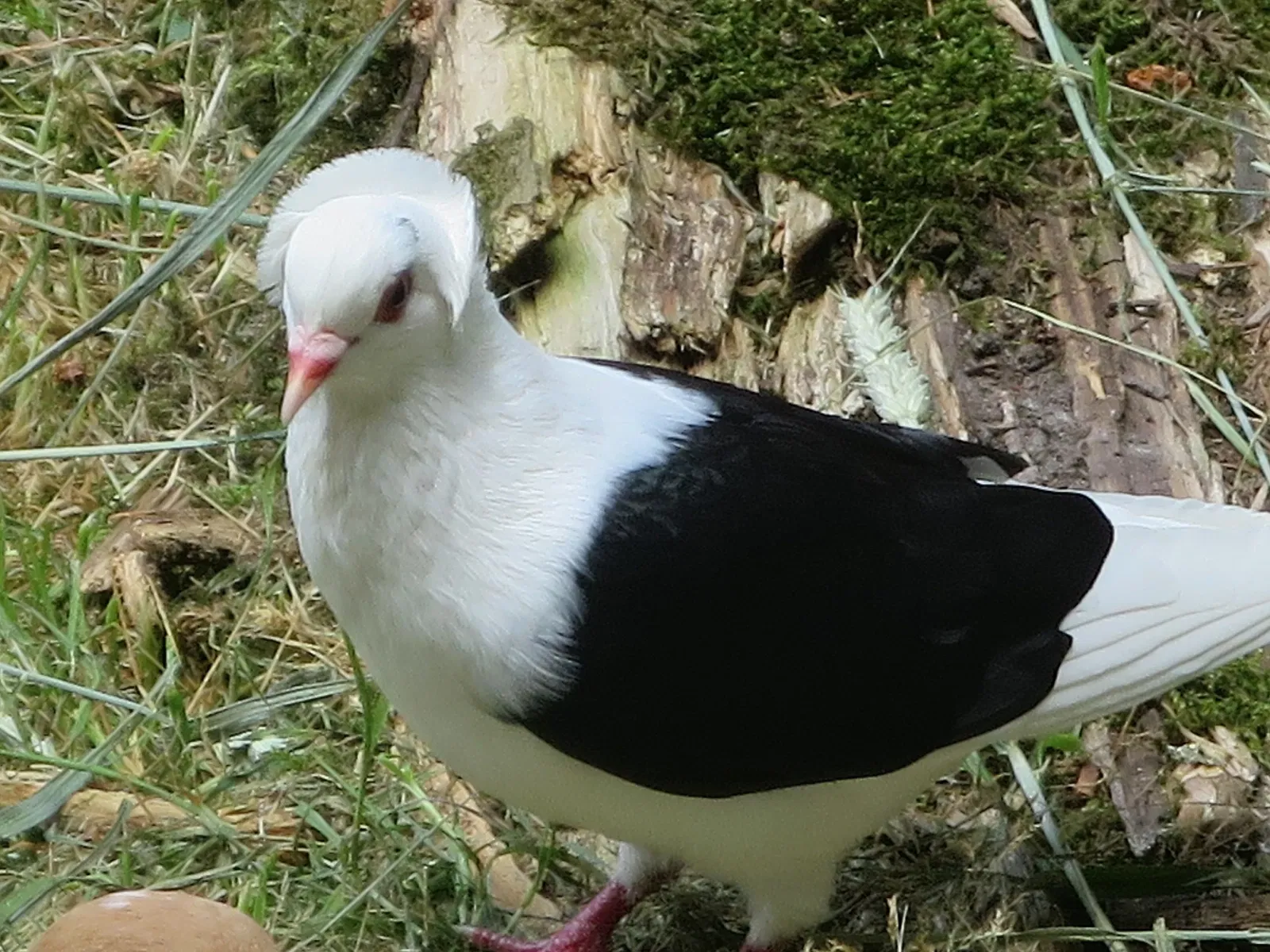 Bergtierpark Blindham