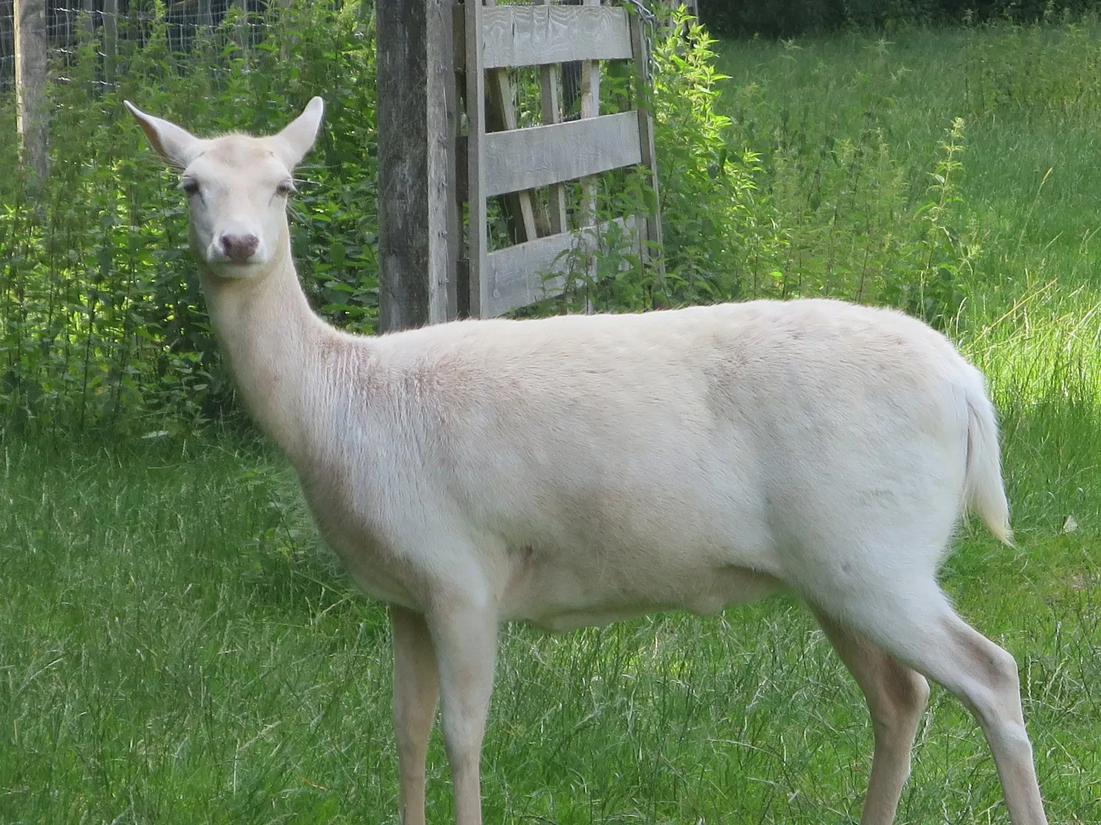 Bergtierpark Blindham