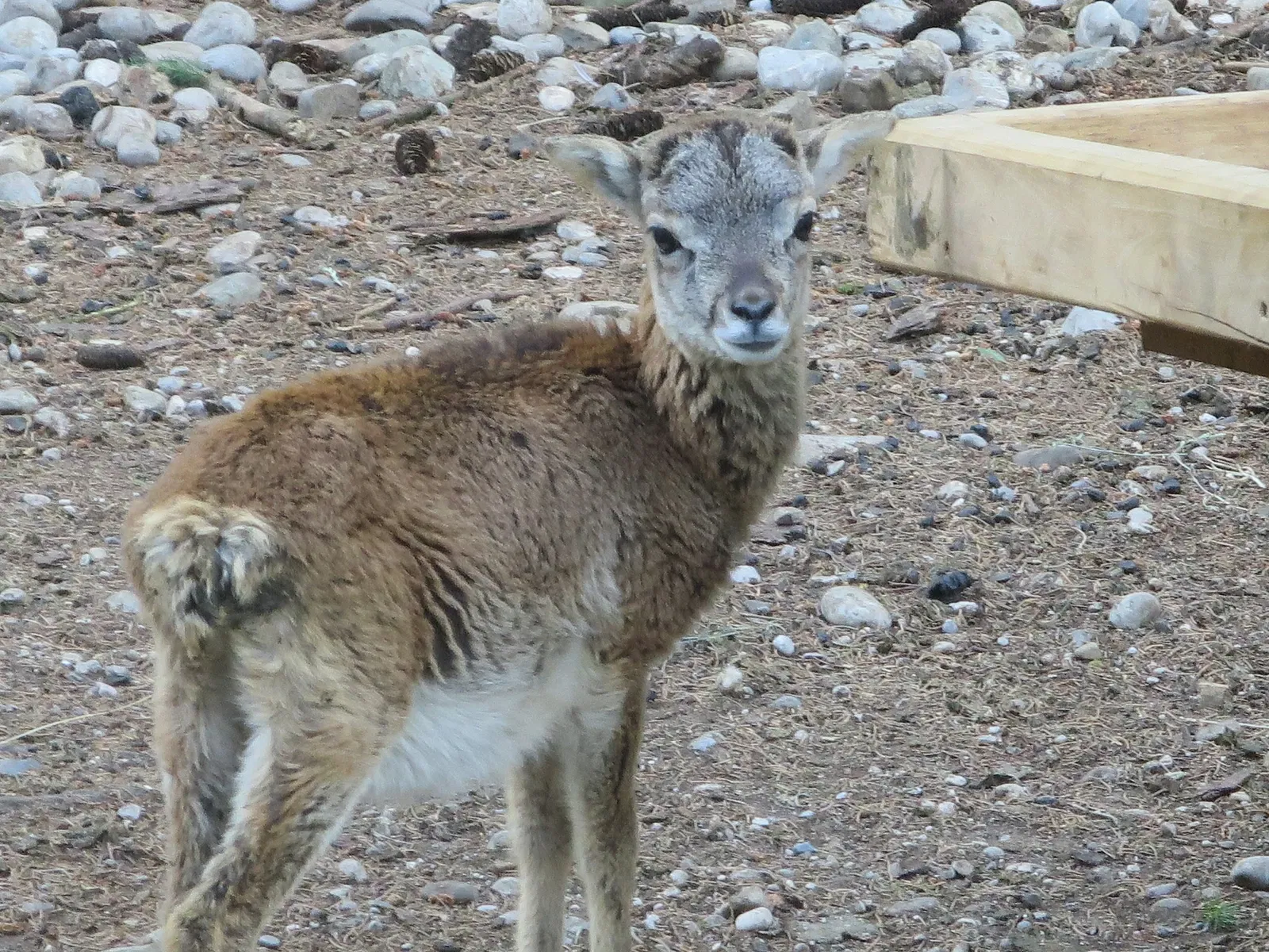 Bergtierpark Blindham