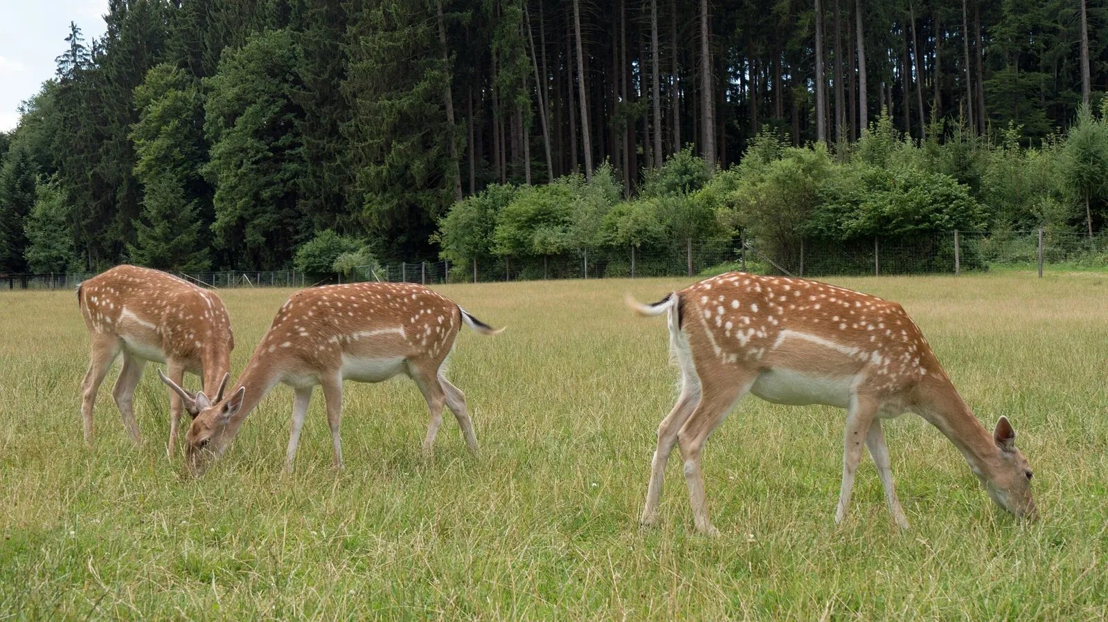 Bergtierpark Blindham