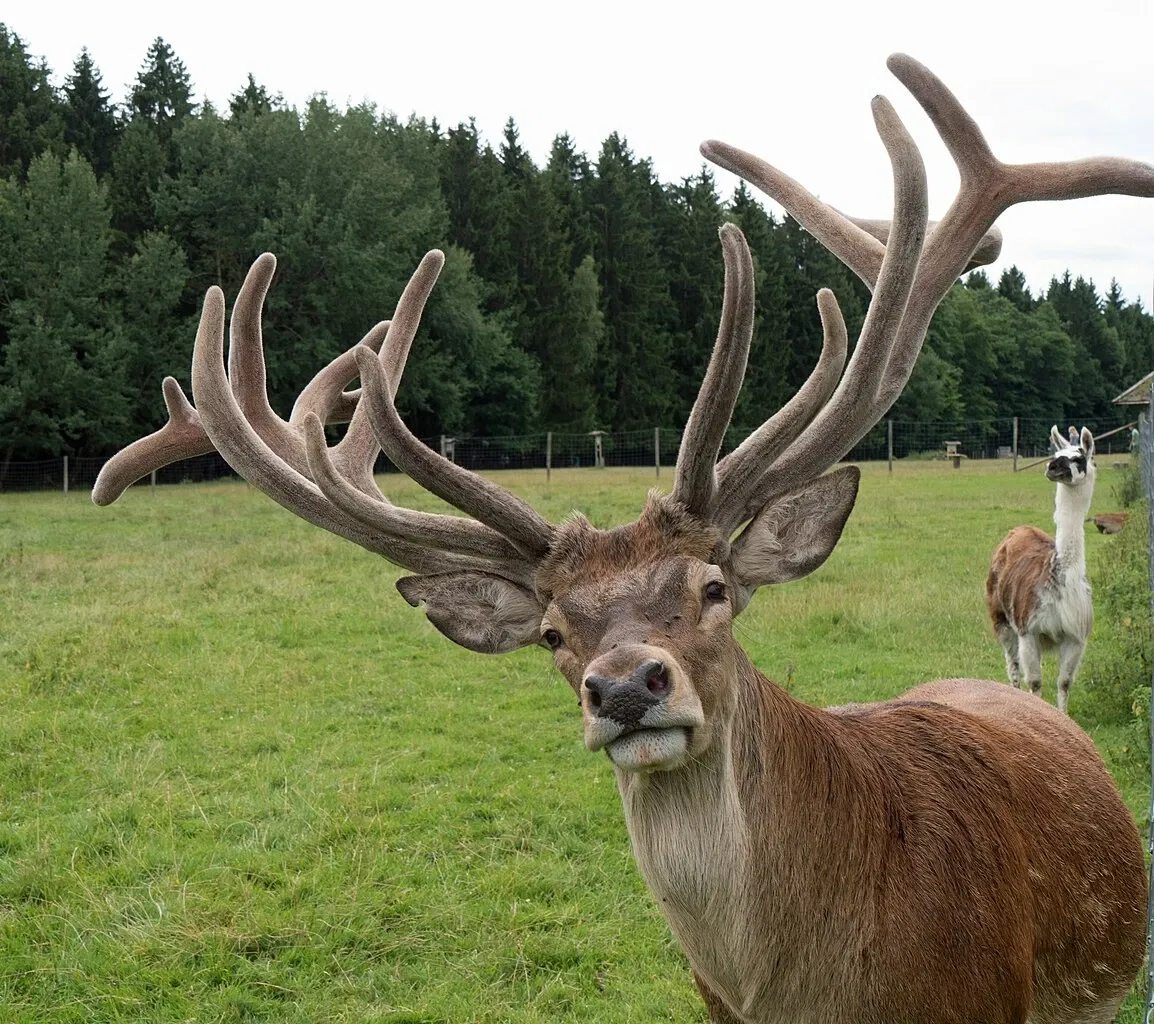 Bergtierpark Blindham