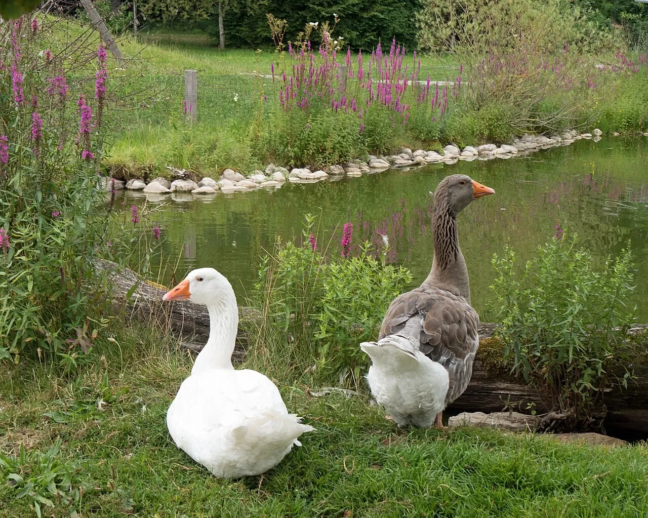 Bergtierpark Blindham