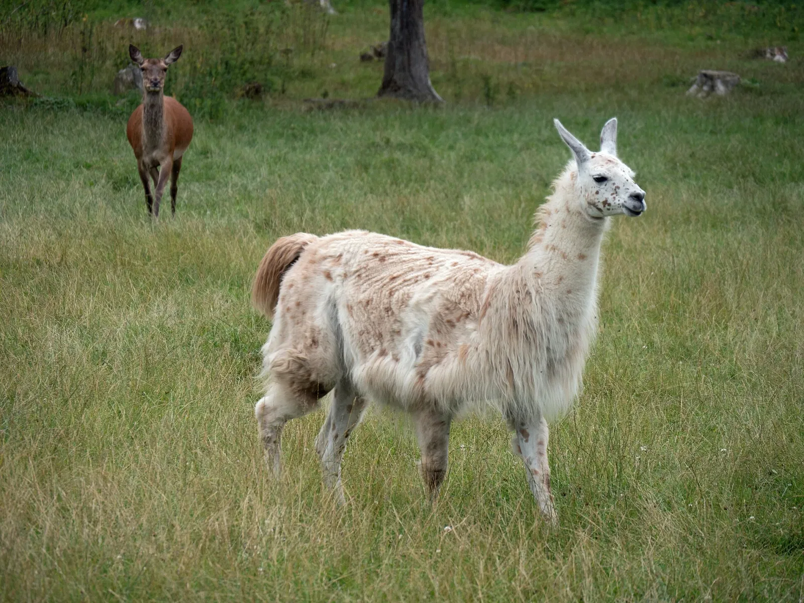 Bergtierpark Blindham