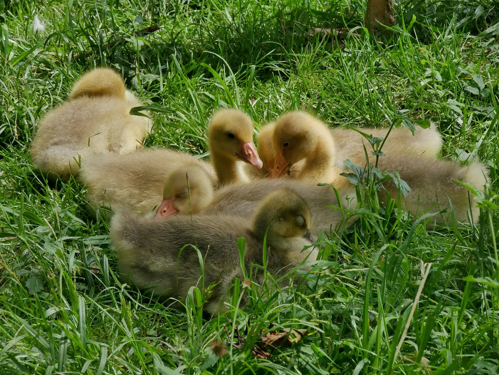 Bauernhaus-Museum Allgäu-Oberschwaben Wolfegg