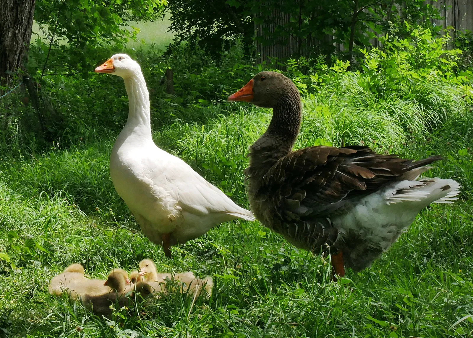 Bauernhaus-Museum Allgäu-Oberschwaben Wolfegg