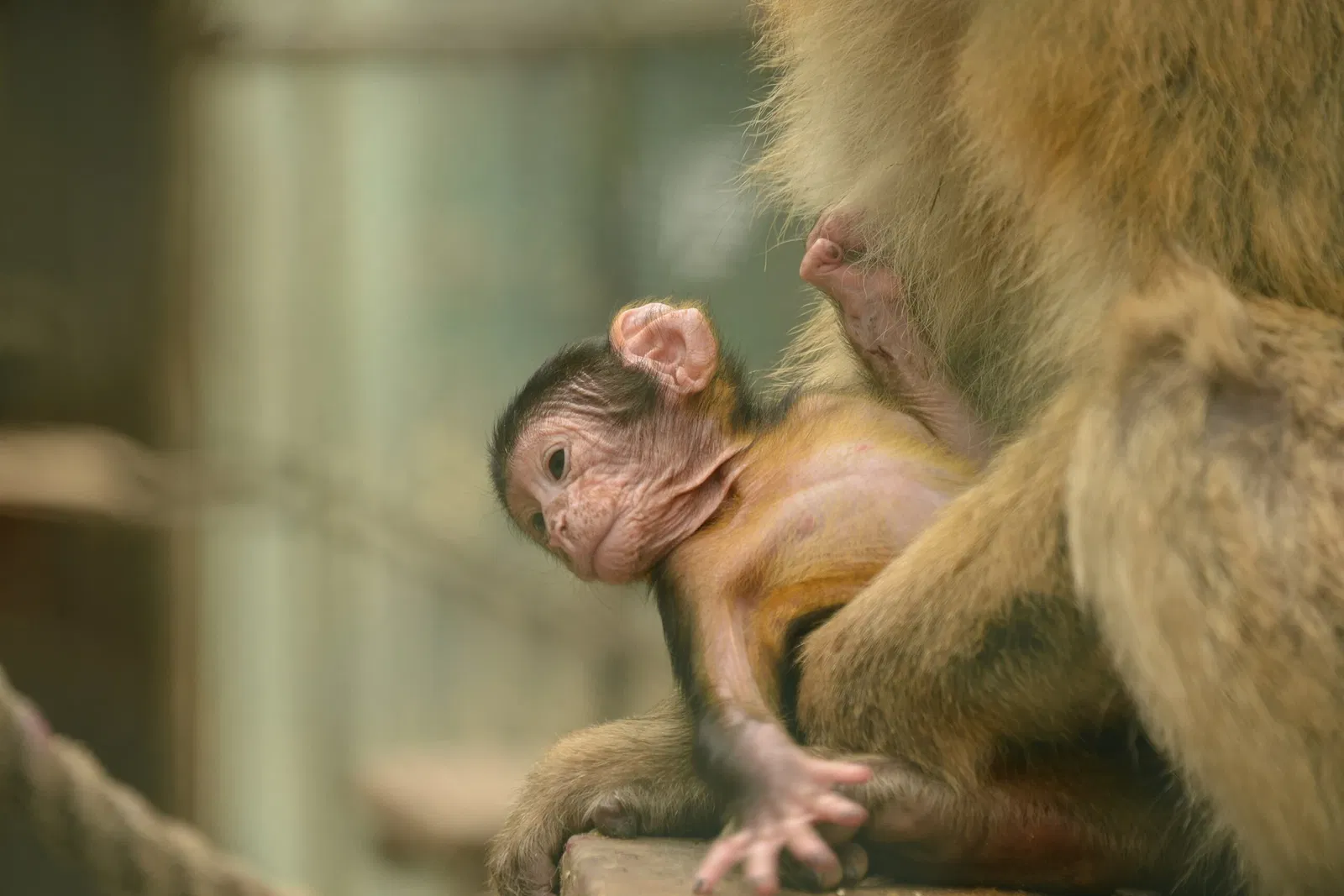 Oderbruchzoo Altreetz