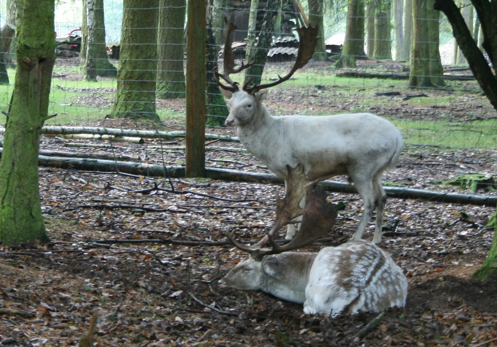 WildtierPark Edersee