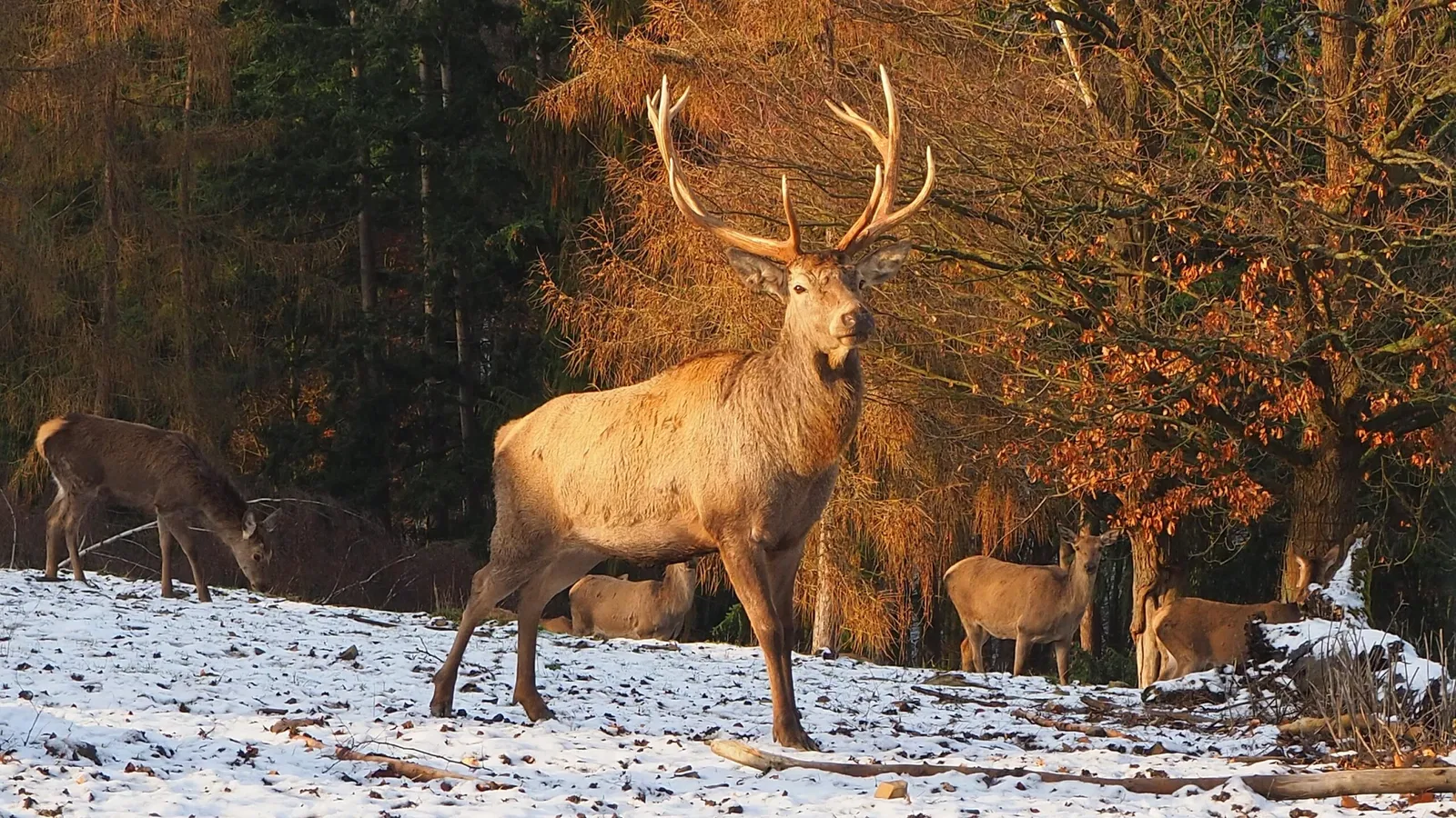 WildtierPark Edersee