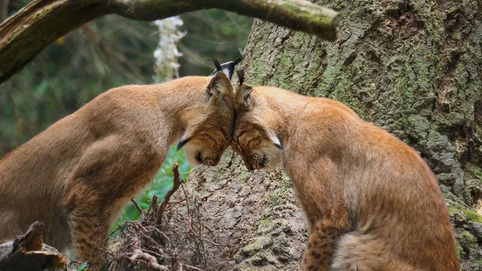 WildtierPark Edersee