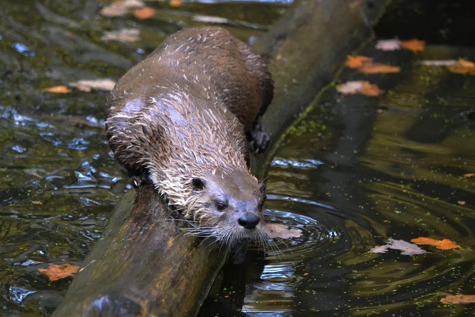 WildtierPark Edersee