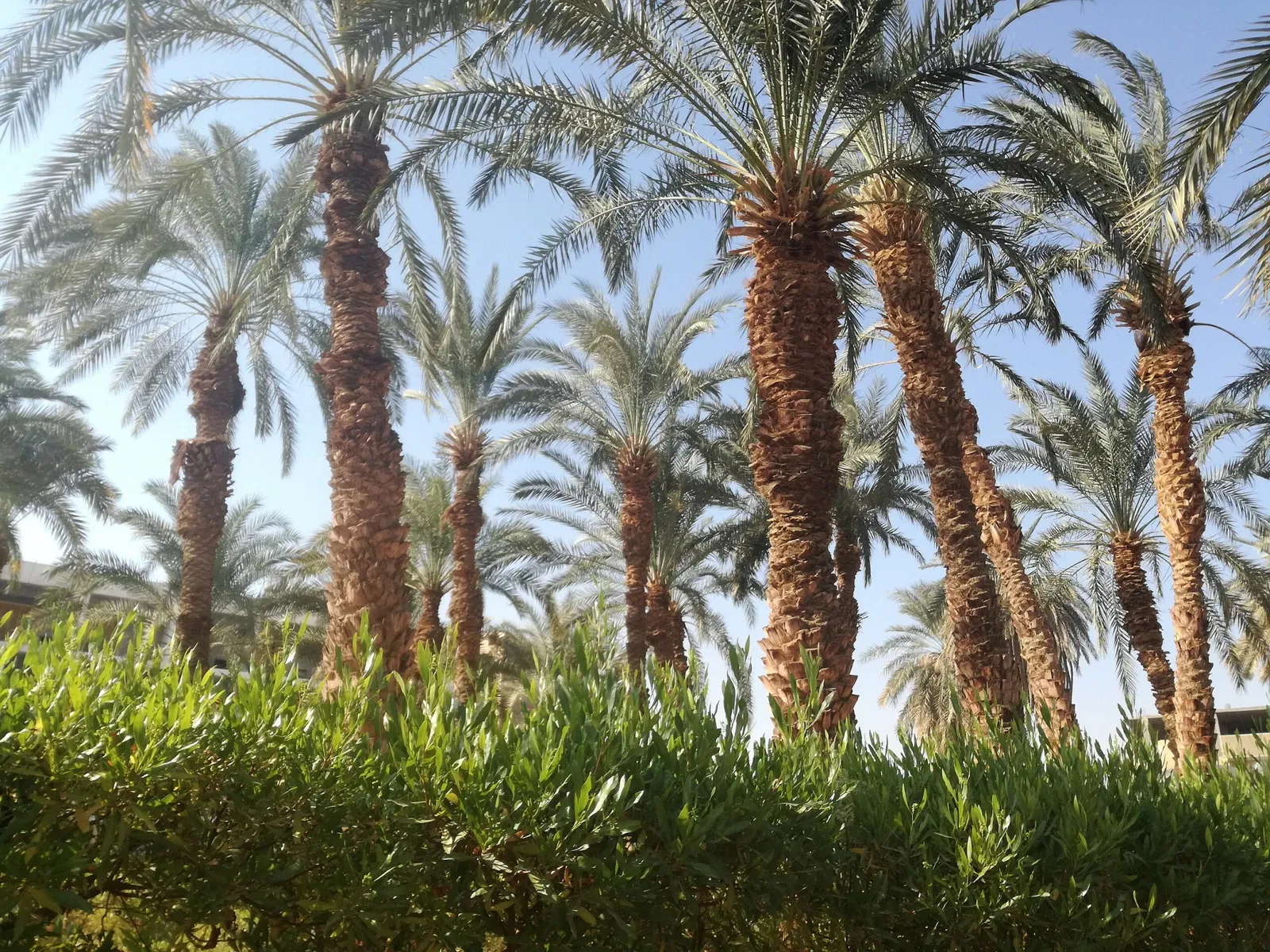 Oasis Wildlife Fuerteventura