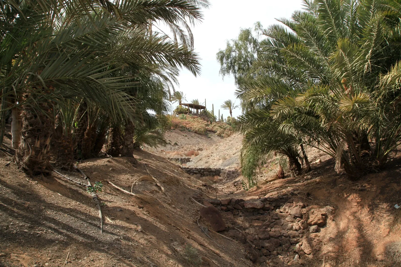 Oasis Wildlife Fuerteventura