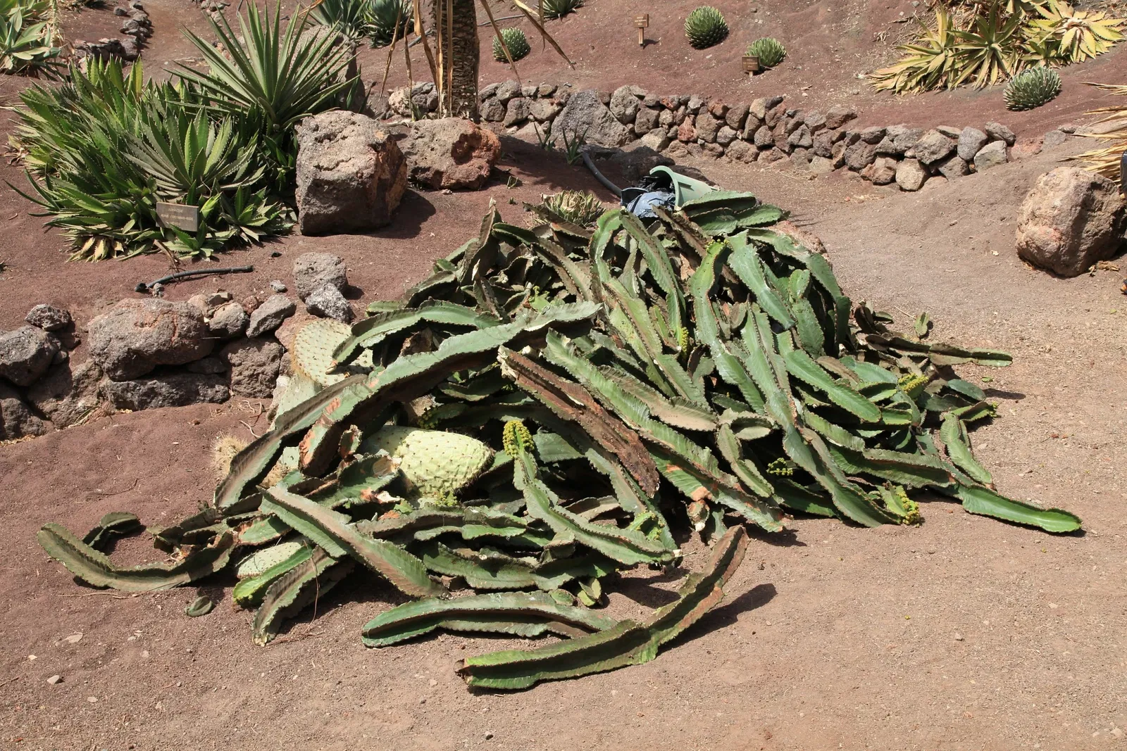 Oasis Wildlife Fuerteventura