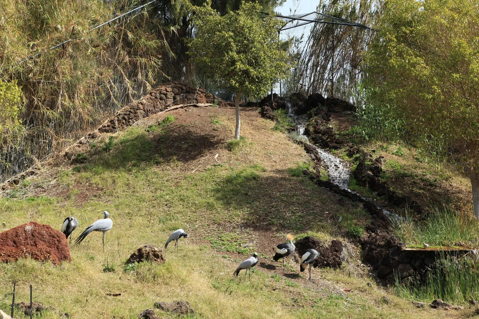 Oasis Wildlife Fuerteventura