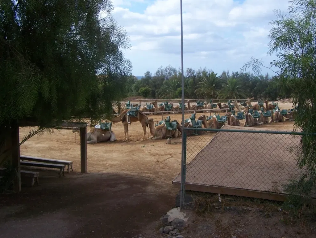 Oasis Wildlife Fuerteventura