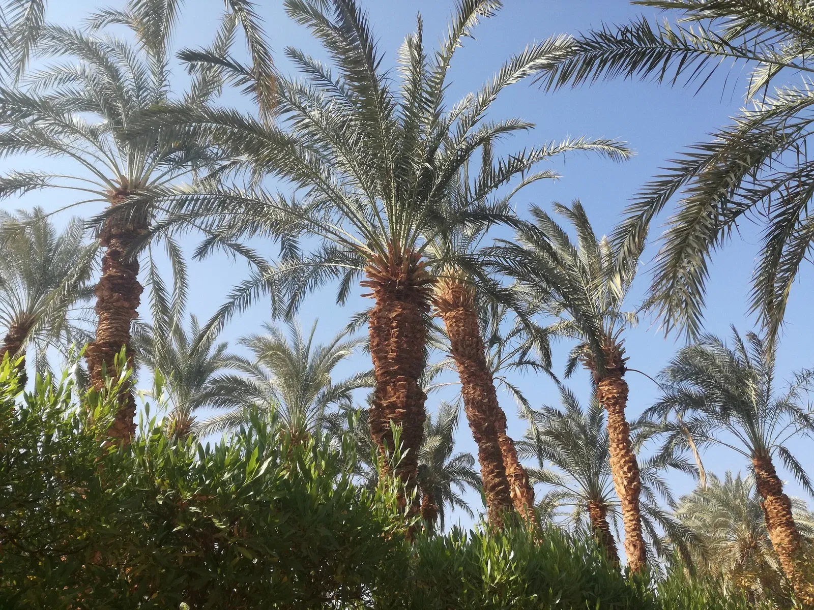 Oasis Wildlife Fuerteventura