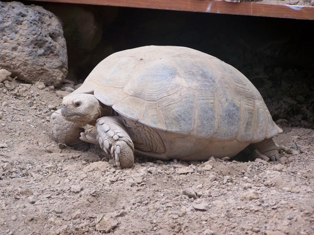 Oasis Wildlife Fuerteventura