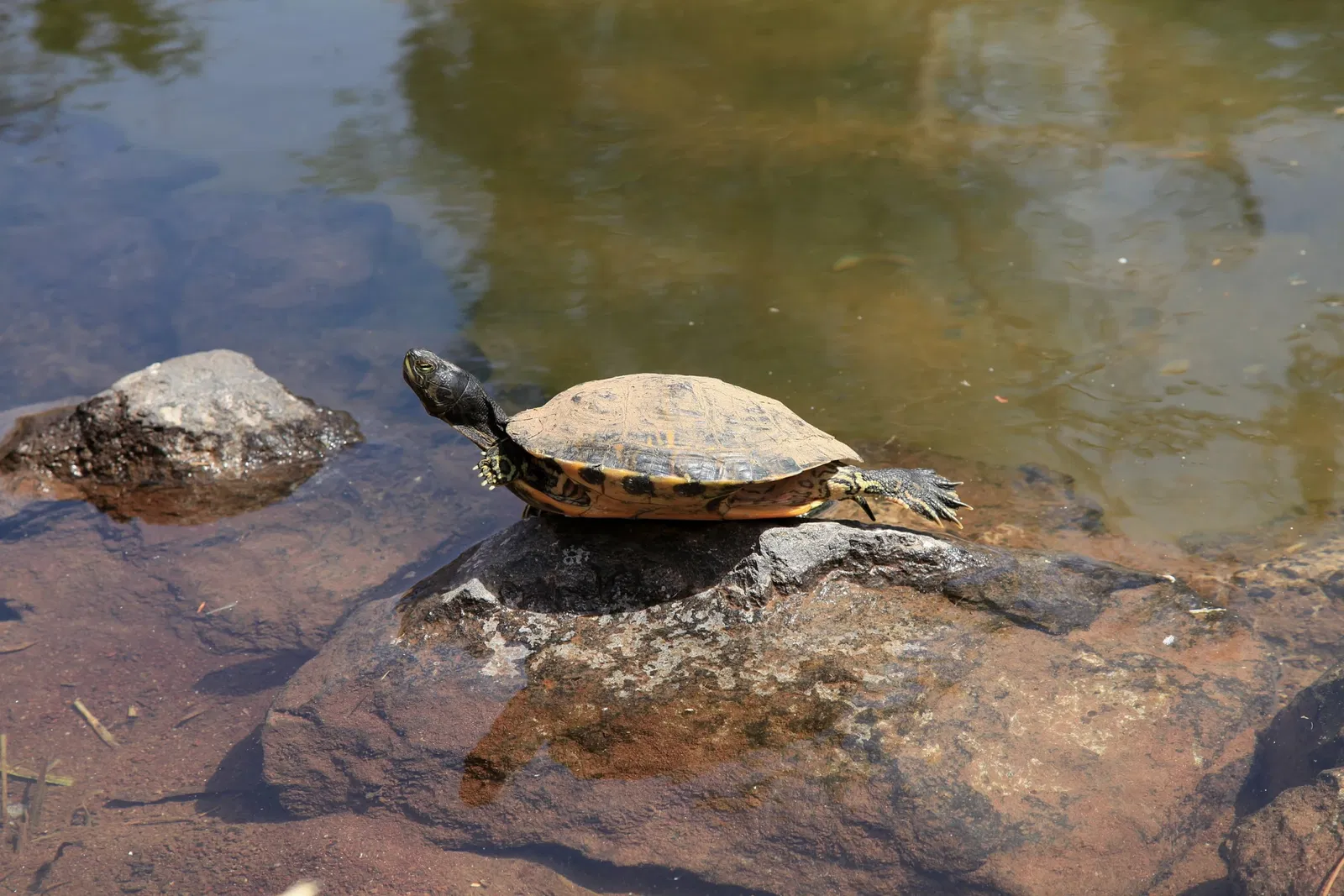 Oasis Wildlife Fuerteventura