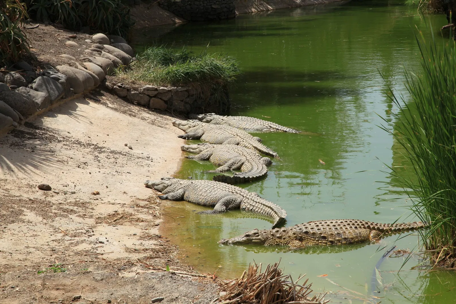 Oasis Wildlife Fuerteventura