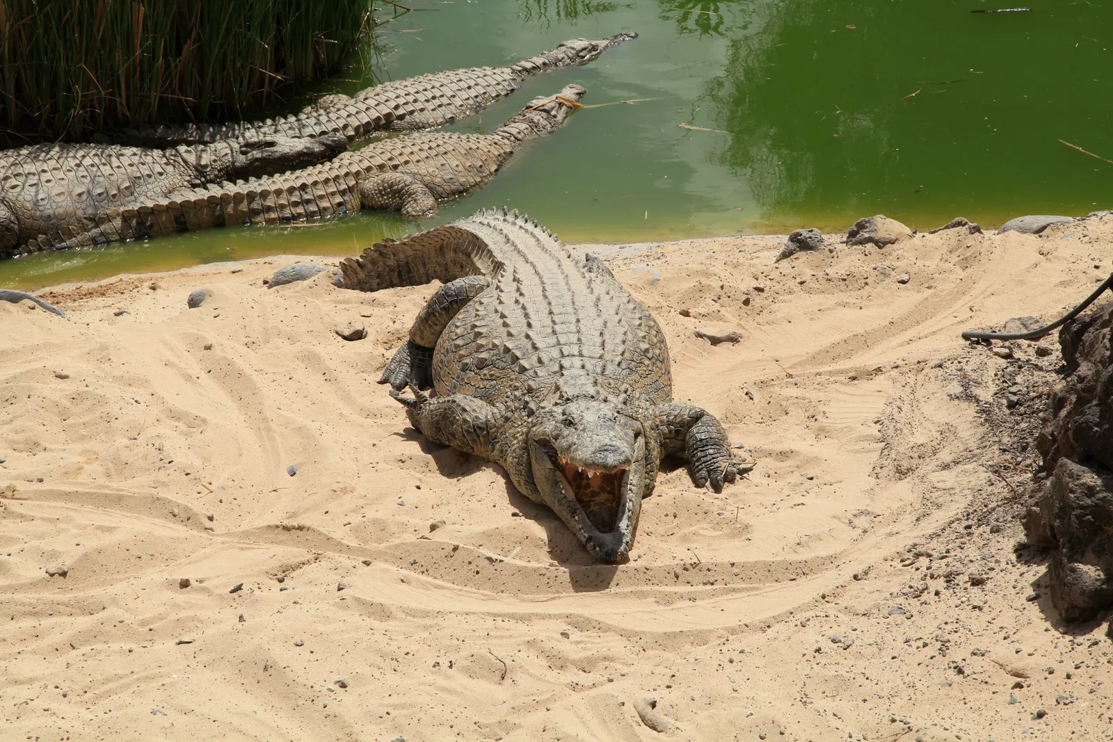 Oasis Wildlife Fuerteventura