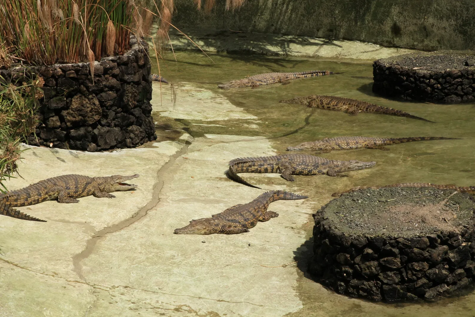 Oasis Wildlife Fuerteventura