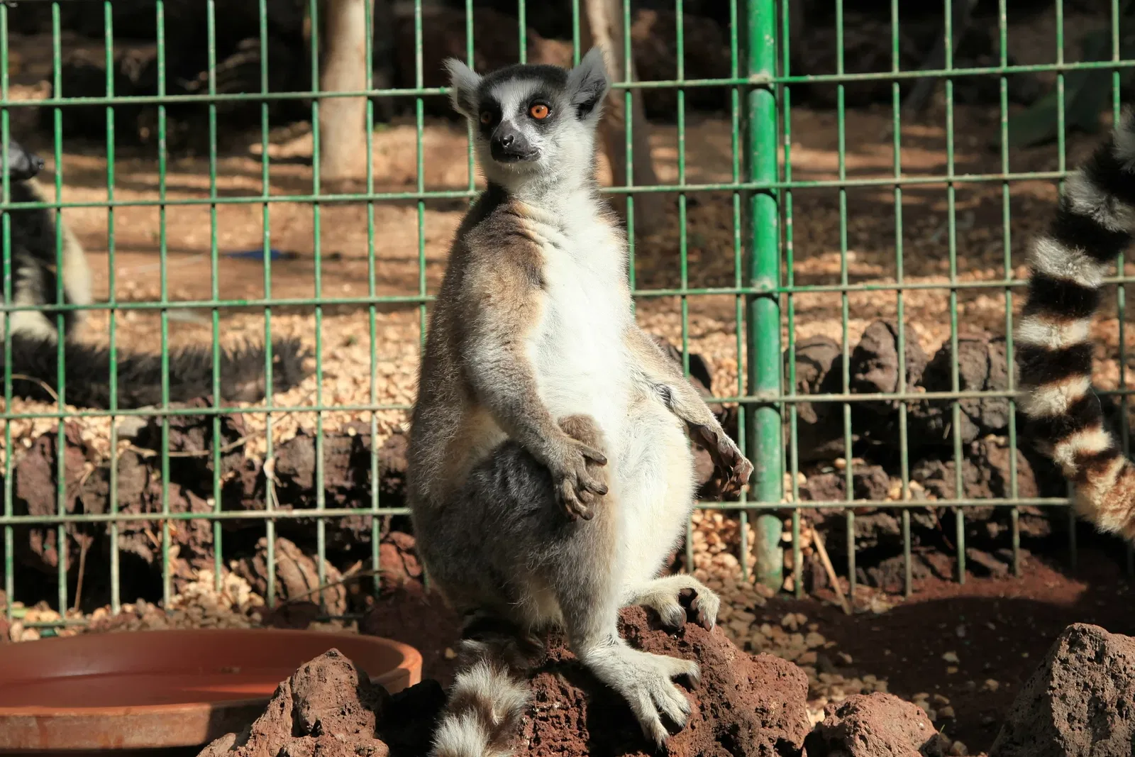 Oasis Wildlife Fuerteventura