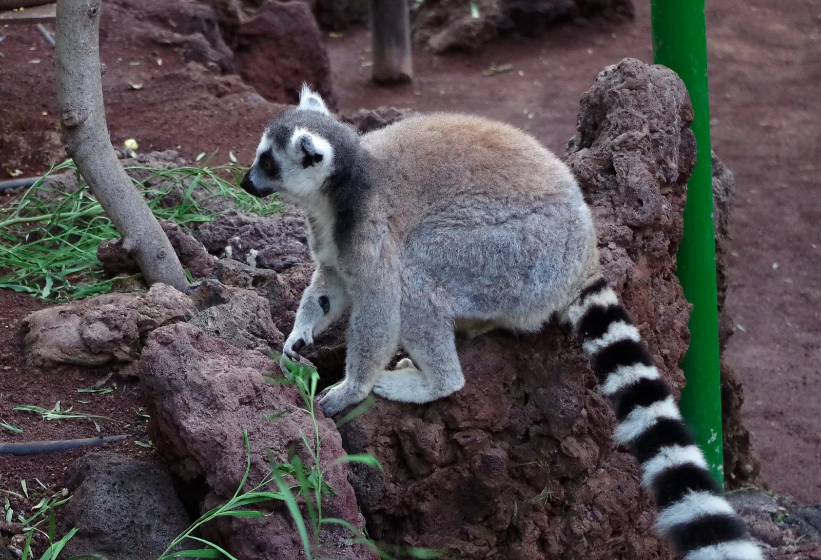 Oasis Wildlife Fuerteventura