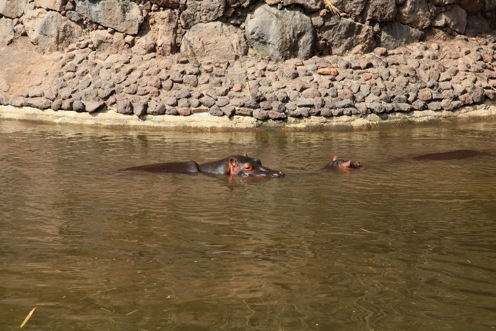 Oasis Wildlife Fuerteventura