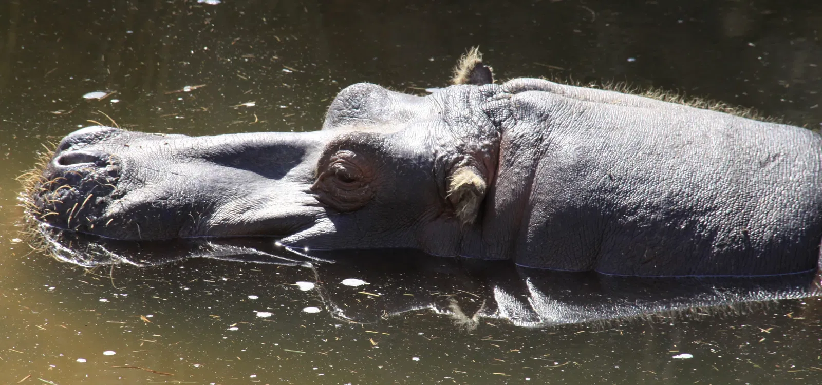 Oasis Wildlife Fuerteventura
