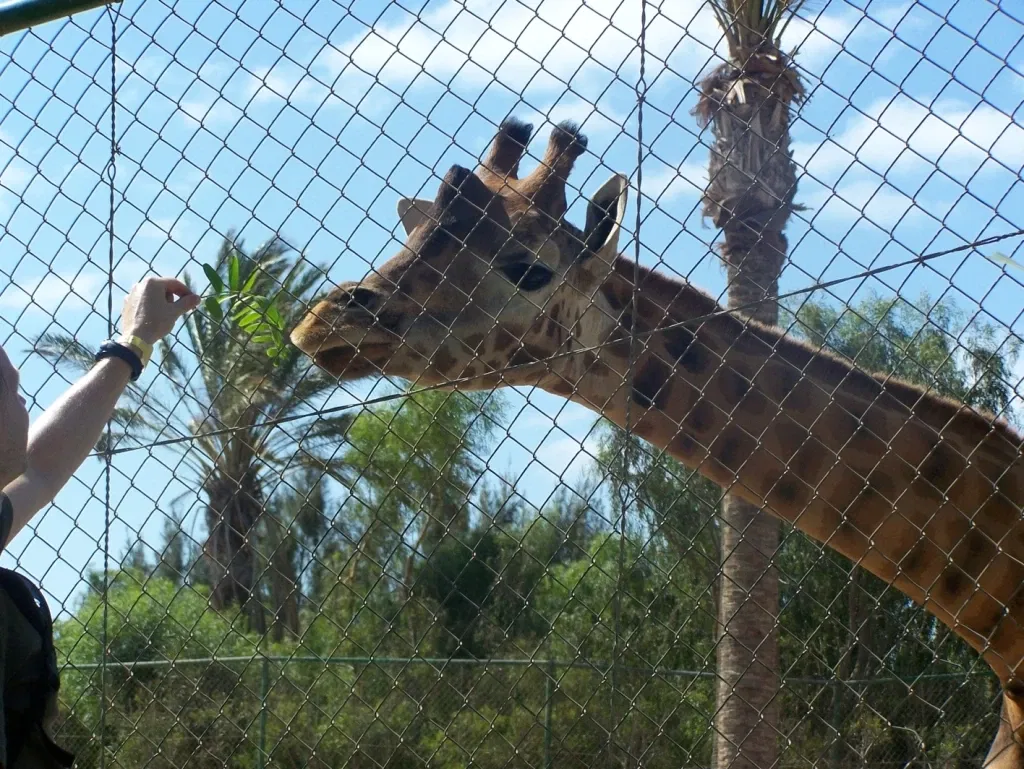 Oasis Wildlife Fuerteventura