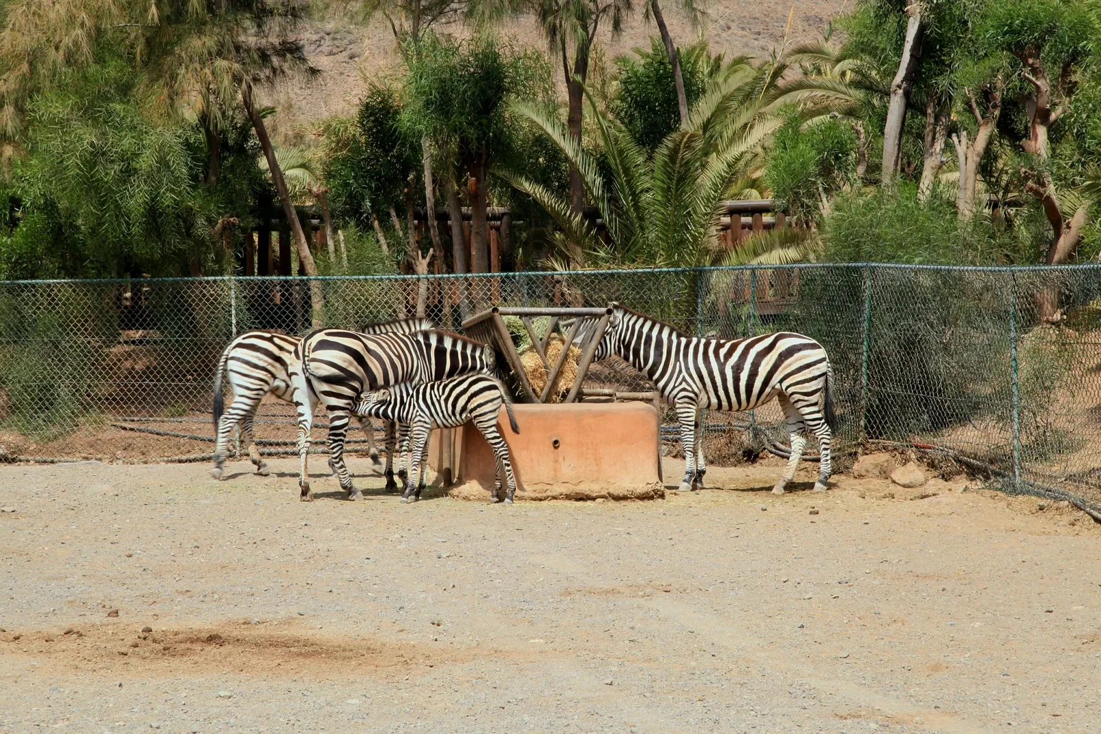 Oasis Wildlife Fuerteventura