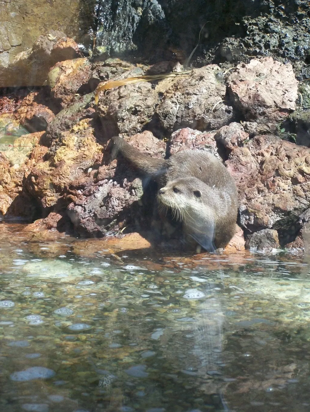 Oasis Wildlife Fuerteventura