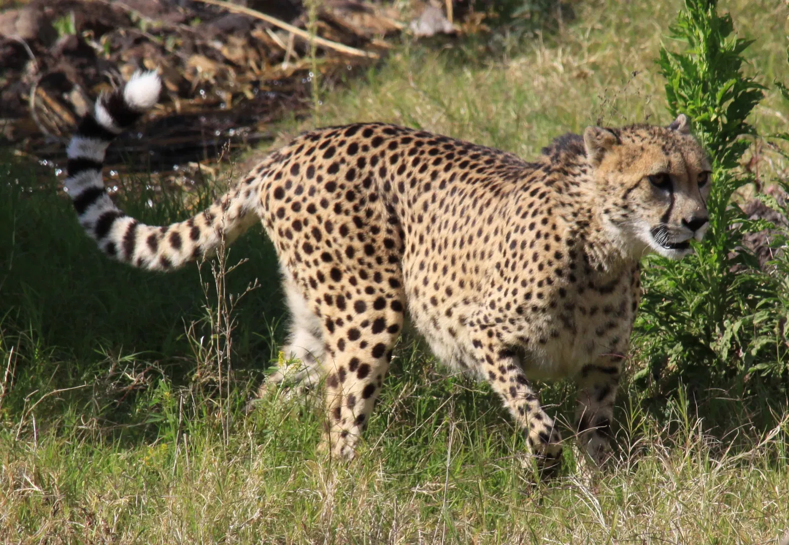 Oasis Wildlife Fuerteventura