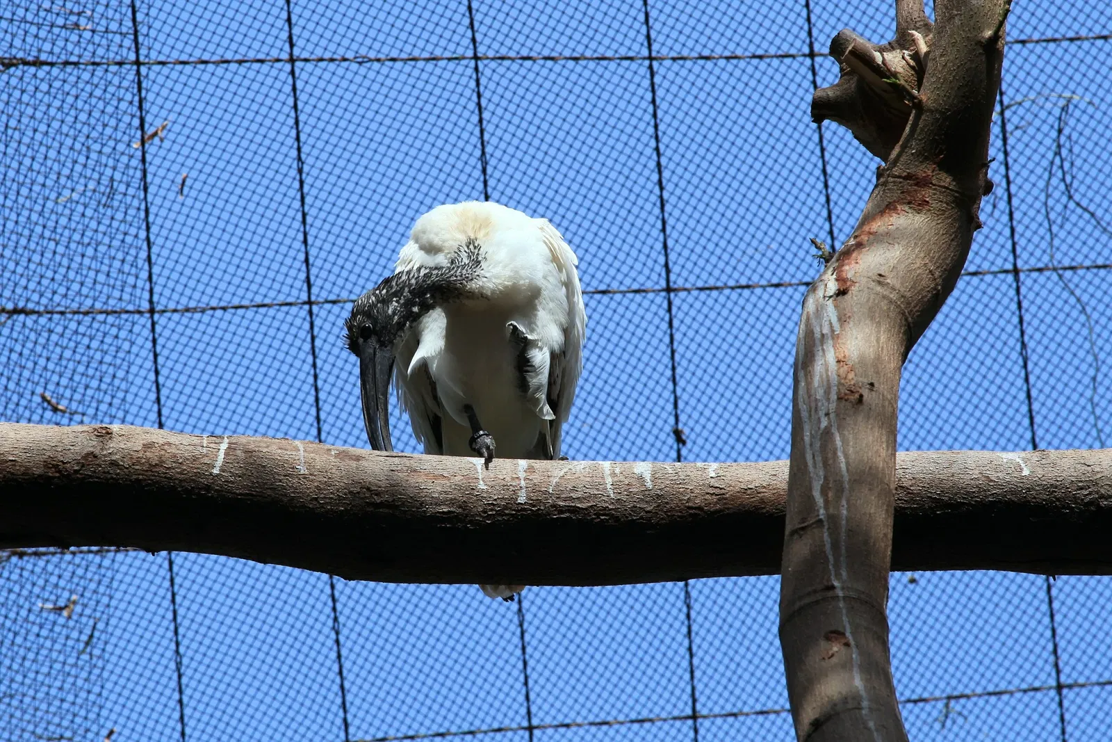 Oasis Wildlife Fuerteventura