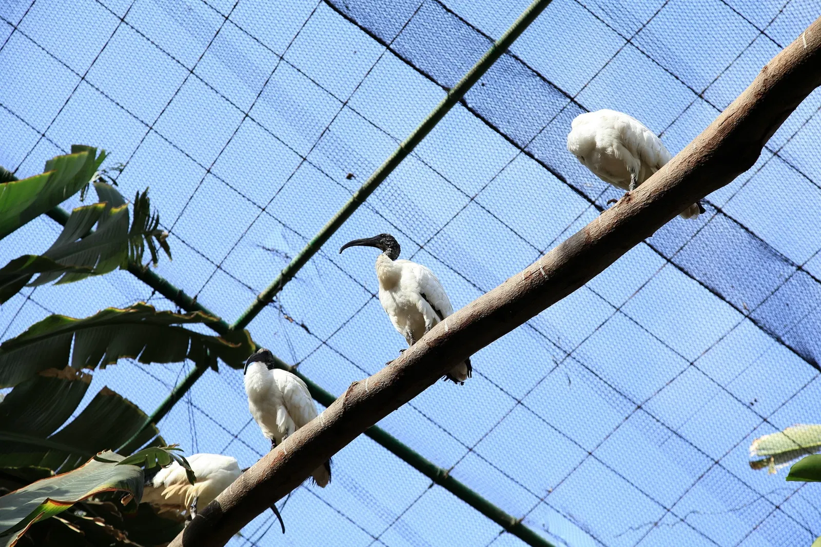 Oasis Wildlife Fuerteventura